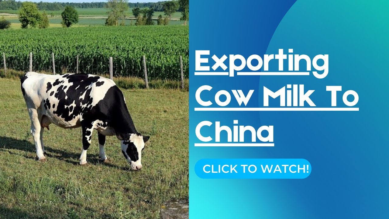Cow Milk Exportation To China