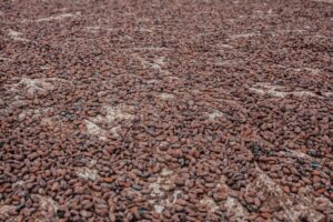How to Import Nigerian Cocoa Beans for Chocolate Production